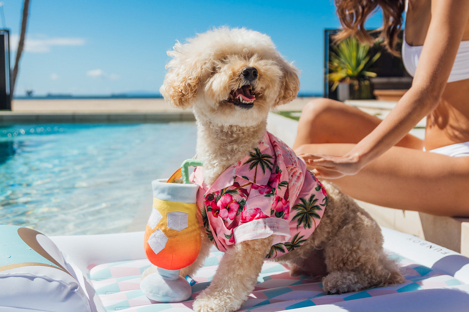 Dog-Friendly Beaches To Take Your Pets This Summer